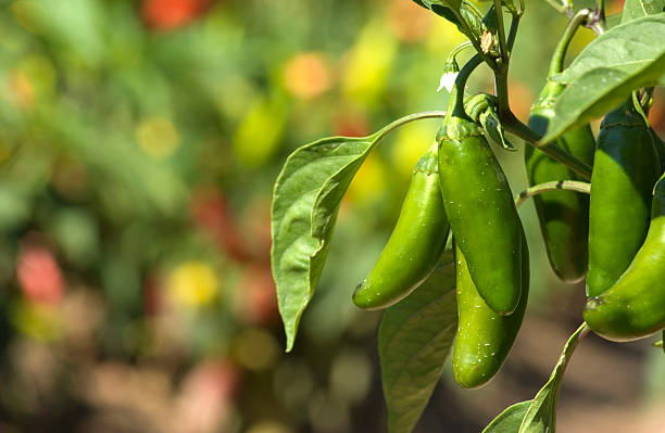 Jalapeno Chile peppers on vine stock photo