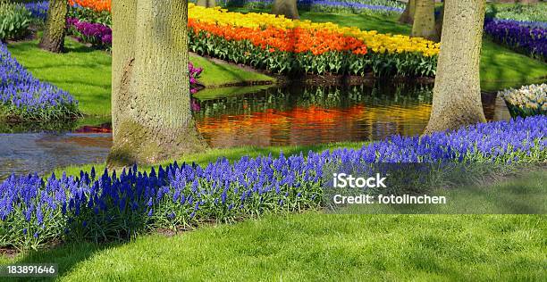 Primavera Em Um Parque - Fotografias de stock e mais imagens de Ajardinado - Ajardinado, Amarelo, Ao Ar Livre