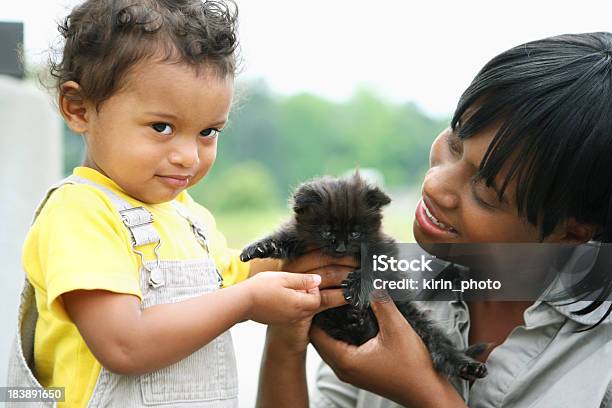 Photo libre de droit de Joue Avec Un Chaton banque d'images et plus d'images libres de droit de Animaux de compagnie - Animaux de compagnie, Bébé, Caresser