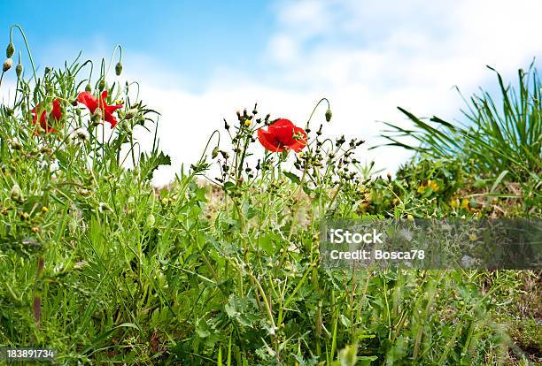 Poppies 필드 0명에 대한 스톡 사진 및 기타 이미지 - 0명, 꽃-식물, 낮