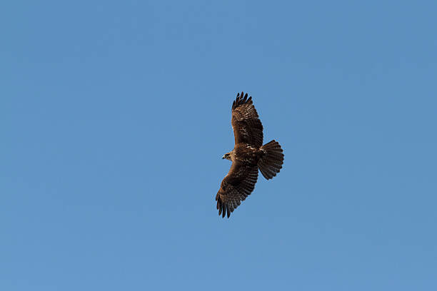 Soaring Immature Red-tailed Hawk (Buteo jamaicensis) stock photo