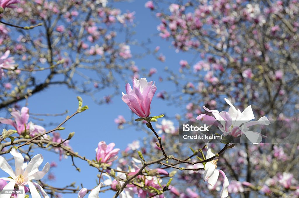 Fiore di Magnolia - Foto stock royalty-free di Albero