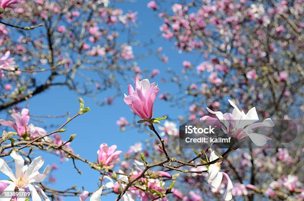 Fiore Di Magnolia - Fotografie stock e altre immagini di Albero - Albero, Ambientazione esterna, Bellezza naturale