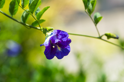 Purple pea flowers are edible and have many uses.