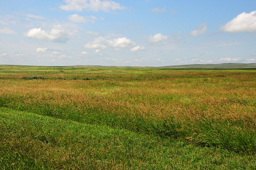 Endless flat steppe with flowering tall grass under the clouds on a sunny summer day. Khakassia, Siberia, Russia.