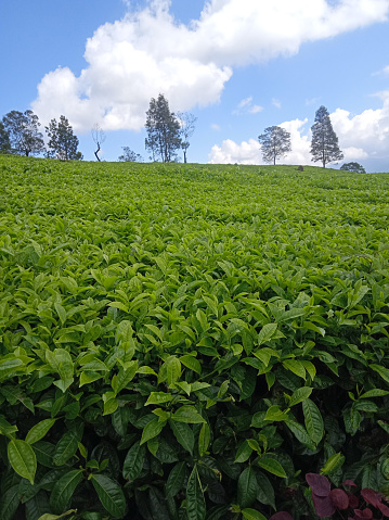 tea plantation with green tea leaves