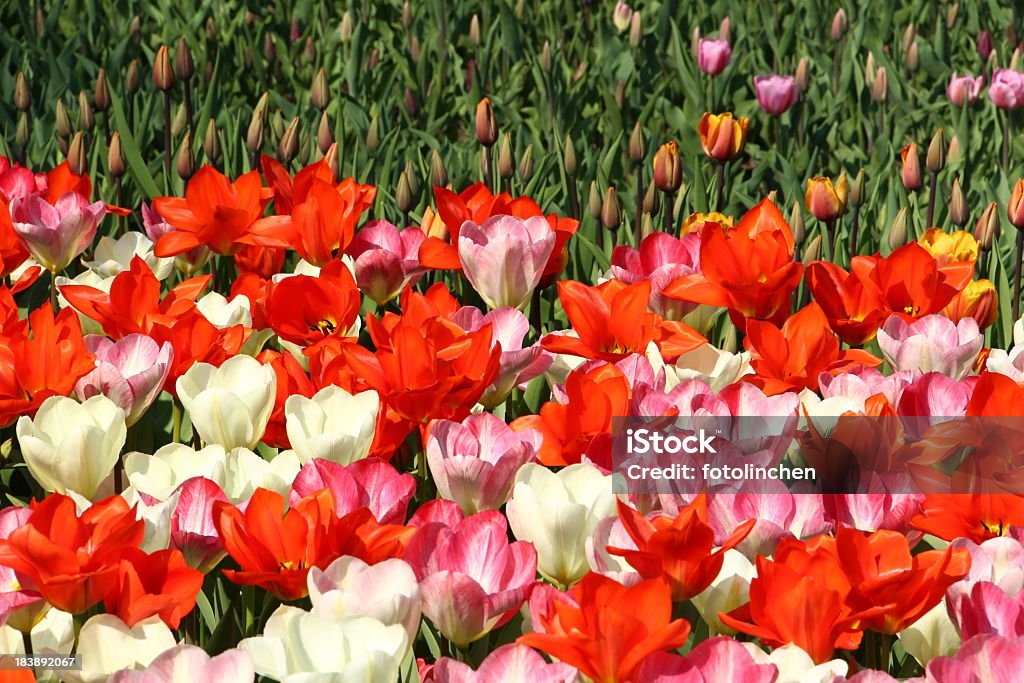 Tulpen - Lizenzfrei Blume Stock-Foto