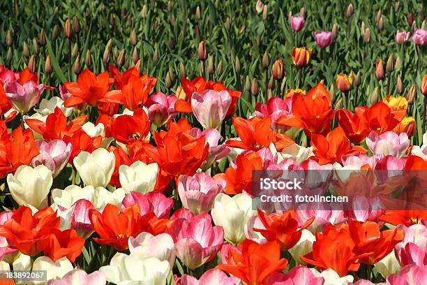 Tulpen Stockfoto und mehr Bilder von Blume - Blume, Blumenbeet, Blütenblatt