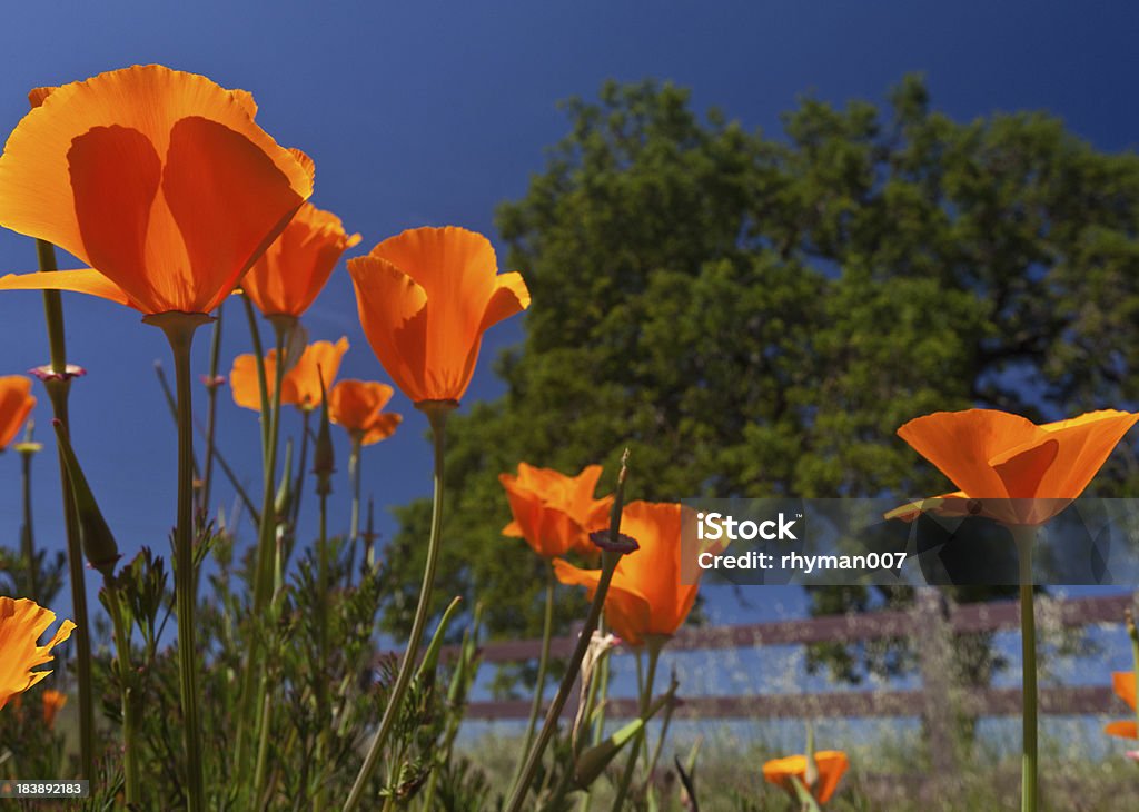 California Poppies - Foto stock royalty-free di Ambientazione esterna