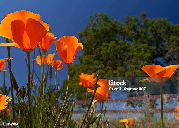 California Poppies - Fotografie stock e altre immagini di Ambientazione esterna - Ambientazione esterna, Arancione, Bellezza naturale