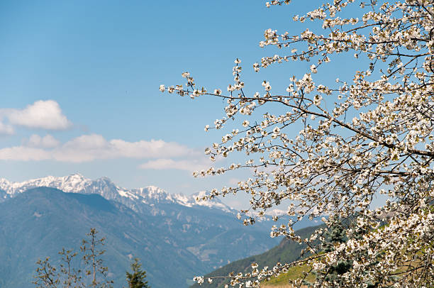 beginning of spring in the Alps with apple tree blossom and snow-covered mountain range