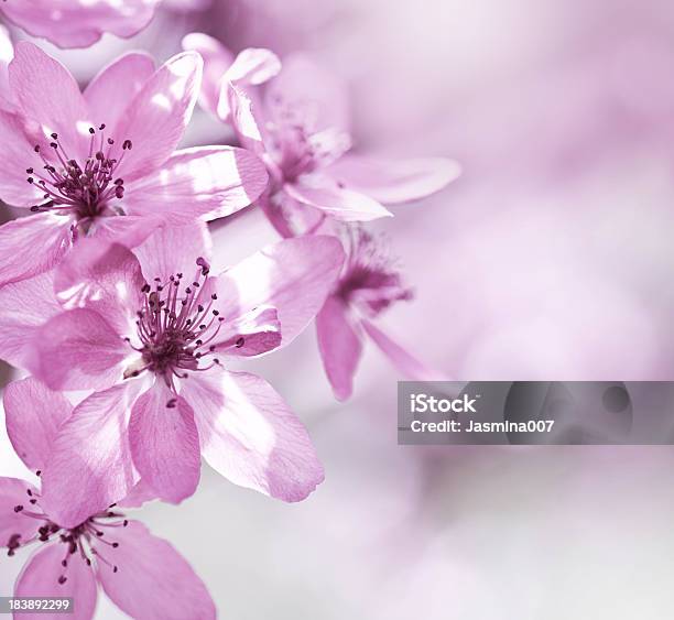 Foto de Cherry Blossom e mais fotos de stock de Beleza natural - Natureza - Beleza natural - Natureza, Cabeça da flor, Cena de tranquilidade