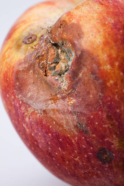kiepskie jabłko - apple rotting bad apple fruit zdjęcia i obrazy z banku zdjęć