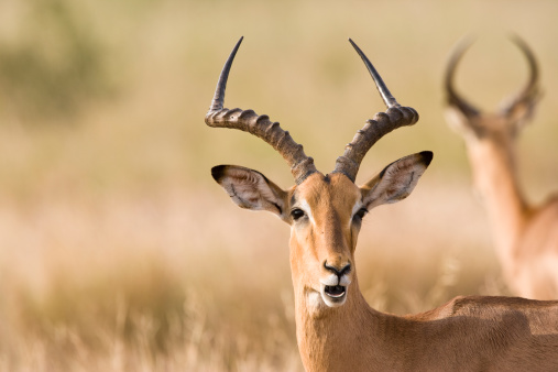 Male impala face-on with twisted horns and dry savannah grasses fading into background providing copyspace