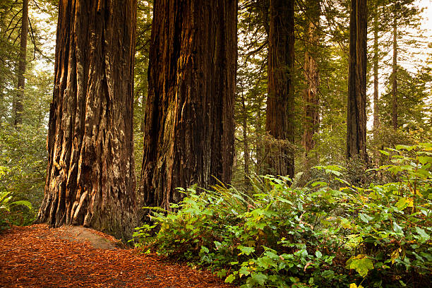 istock Redwood trail through trees in the forest 183892551