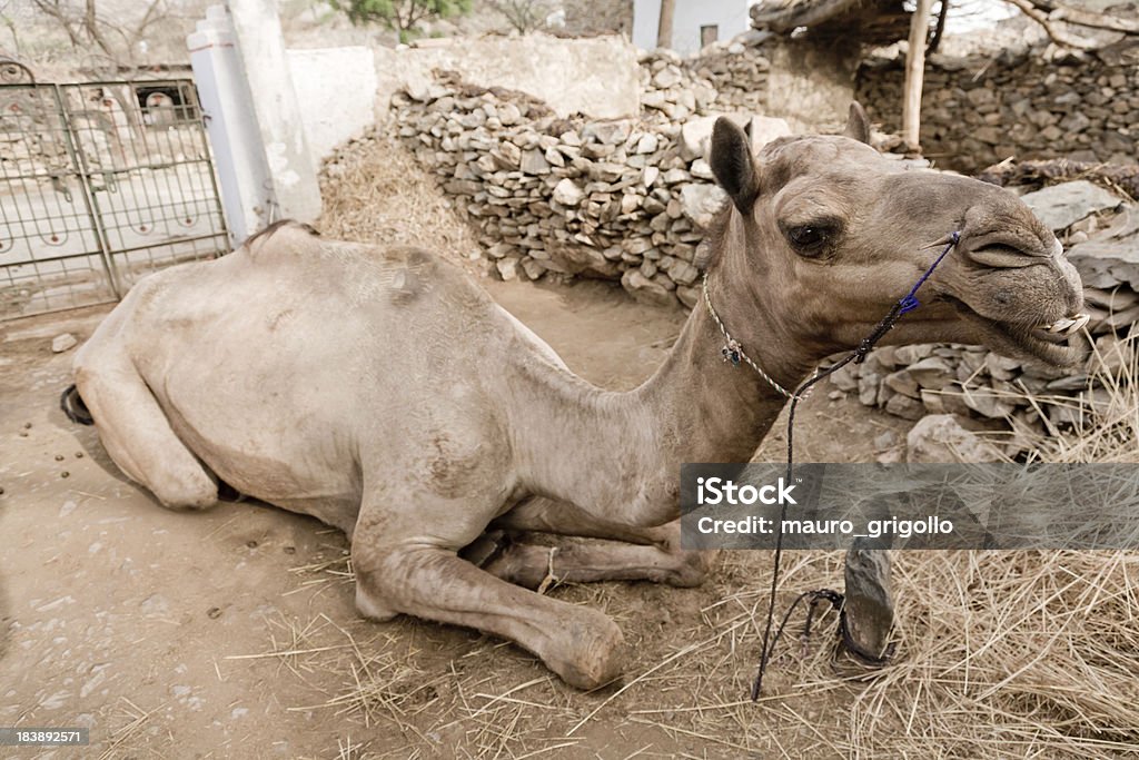 Indian Kamel - Lizenzfrei Asien Stock-Foto