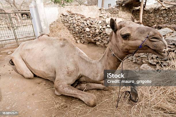 Foto de Indian Camelo e mais fotos de stock de Animal - Animal, Animal de Fazenda, Calor