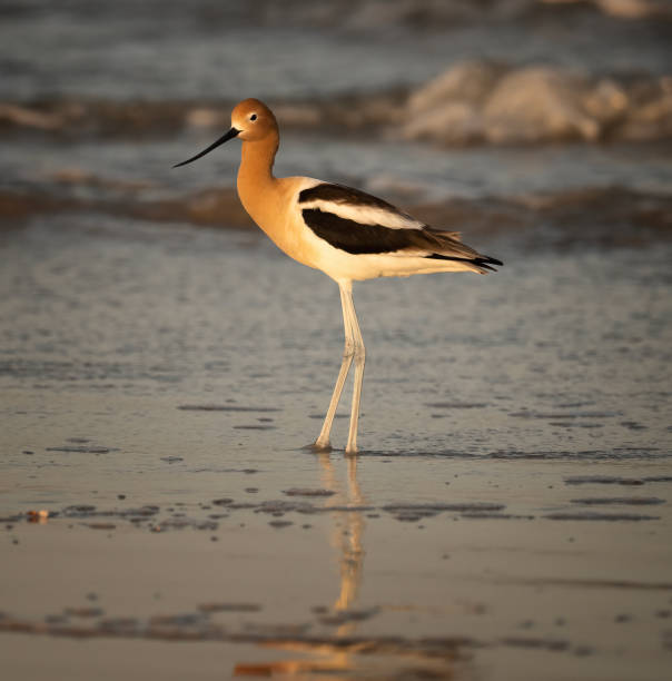 American Avocet An American Avocet in late day light along the Gulf of Mexico avocet stock pictures, royalty-free photos & images