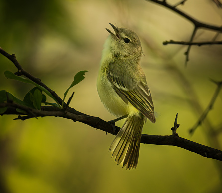 A Bell's Vireo from near Junction, Texas