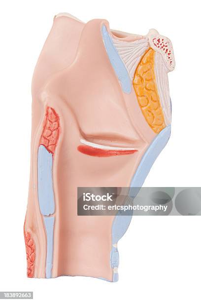 Human Laringe - Fotografie stock e altre immagini di Corda vocale - Corda vocale, Laringe, Anatomia interna
