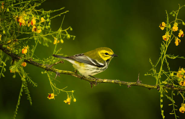 Black Throated Green Warbler