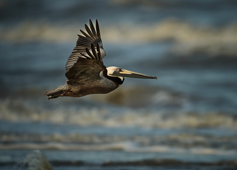 A Brown Pelican flying along the Gulf of Mexico