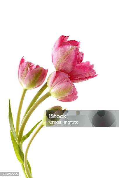 거의 같은 페인트 핑크 튤립 0명에 대한 스톡 사진 및 기타 이미지 - 0명, 꽃-꽃의 구조, 꽃다발