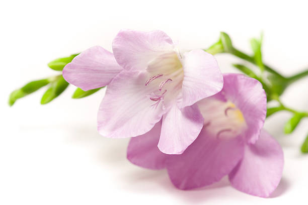 istock Beautiful purple flowers on white 183892911