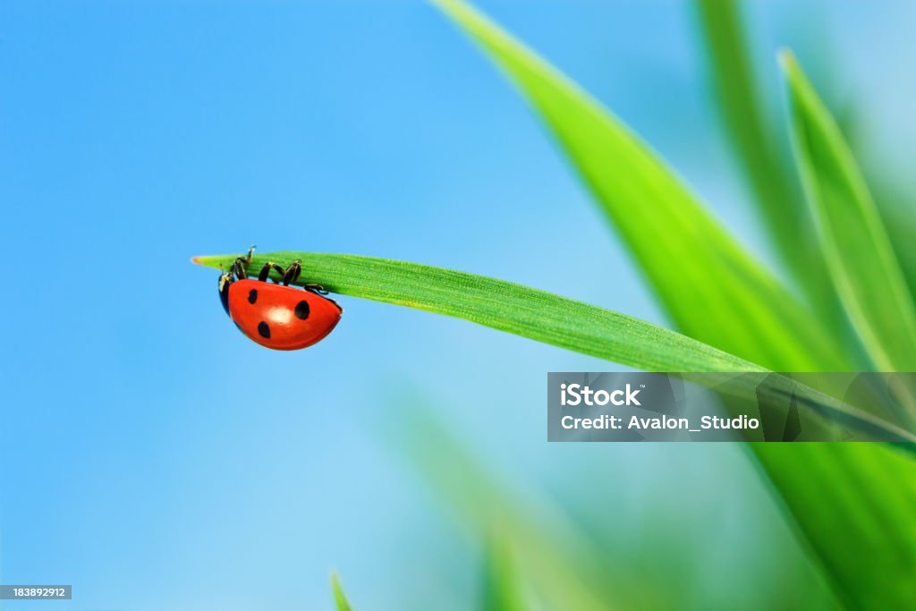 Mariquita sobre hierba - Foto de stock de Aire libre libre de derechos