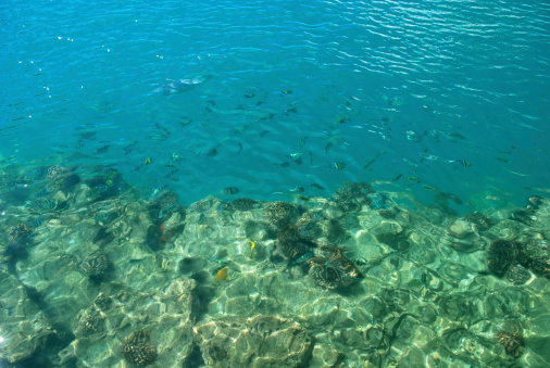 Tropical Fish seen from the surface.