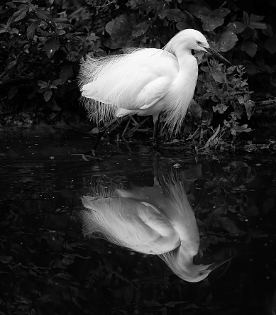 A black and white photo of a snowy egret with relection