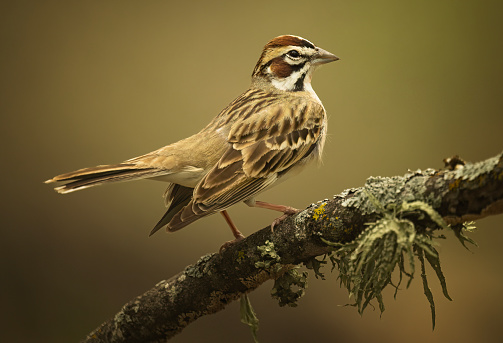 Group of sparrows sitting together, House sparrow or Passer domesticus. It is a bird of the sparrow family Passeridae.