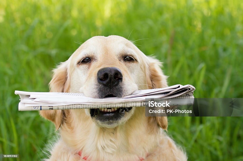 Dog with newspaper Golden Retriever holding a newspaper Newspaper Stock Photo