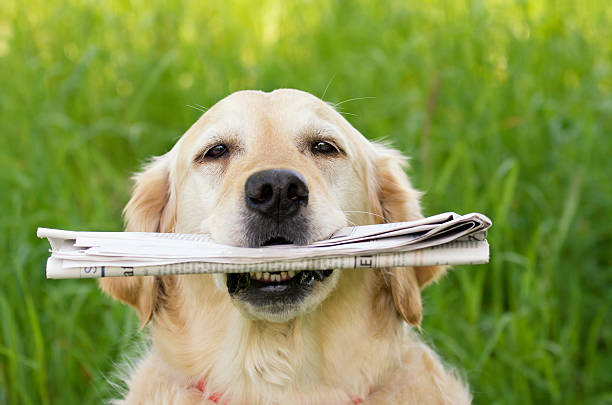 Dog with newspaper stock photo