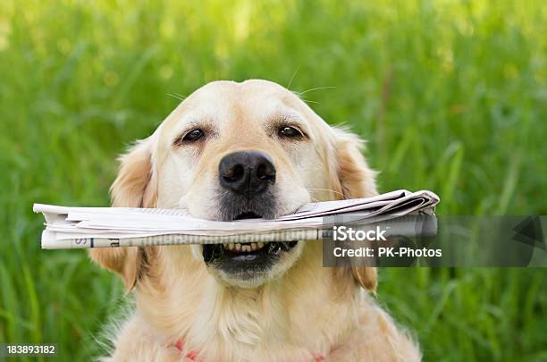 Dog With Newspaper Stock Photo - Download Image Now - Newspaper, Dog, Animal Tricks
