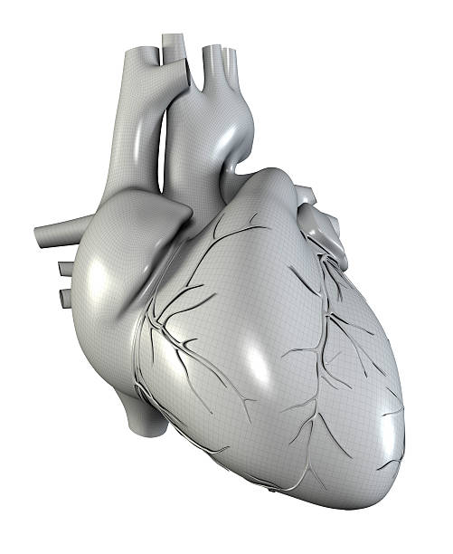 Human heart "Human heart, with aorta, pulmonary trunk, veins, left ventricle, right ventricle, left atrium, right atrium, superior vena cava, inferior vena cava and artery, on white background. Great to be used in medicine works and health." arterioles photos stock pictures, royalty-free photos & images