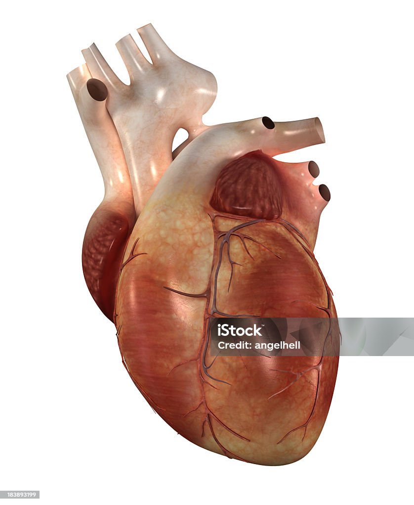 人の心臓 - ヘルスケアと医療のロイヤリティフリーストックフォト