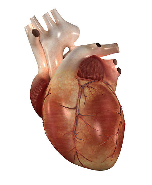 istock Model of a human heart isolated on white 183893199