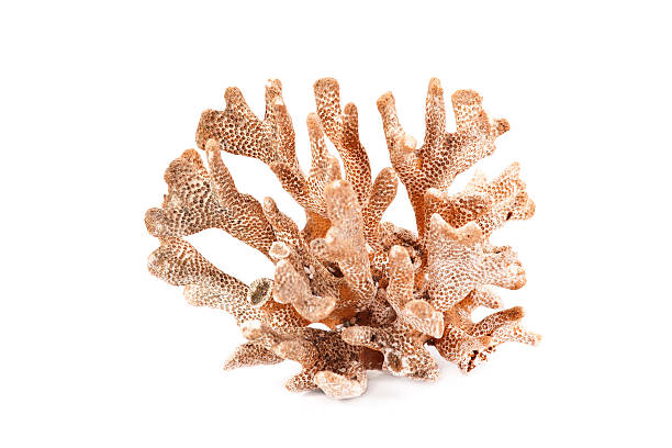 Coral Coral coral cnidarian stock pictures, royalty-free photos & images