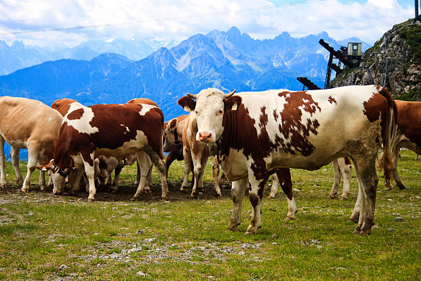 istock Cows on a hilltop, Innsbruck, Austria 183893270