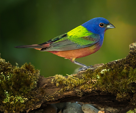 A Painted Bunting on a perch near water