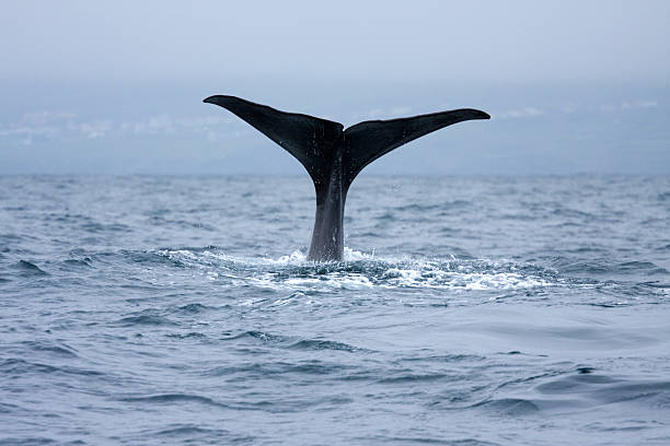 Sperm whale flukes a sperm whale diving  madalena stock pictures, royalty-free photos & images
