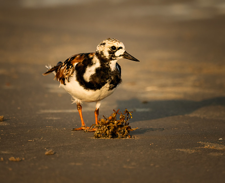 A Ruddy Turnstone along the Gulf of Mexico in late afternoon sunlight