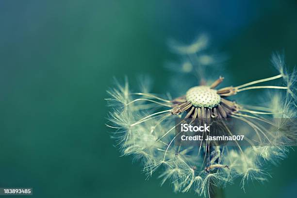 Dentedeleão - Fotografias de stock e mais imagens de Abstrato - Abstrato, Azul, Beleza natural