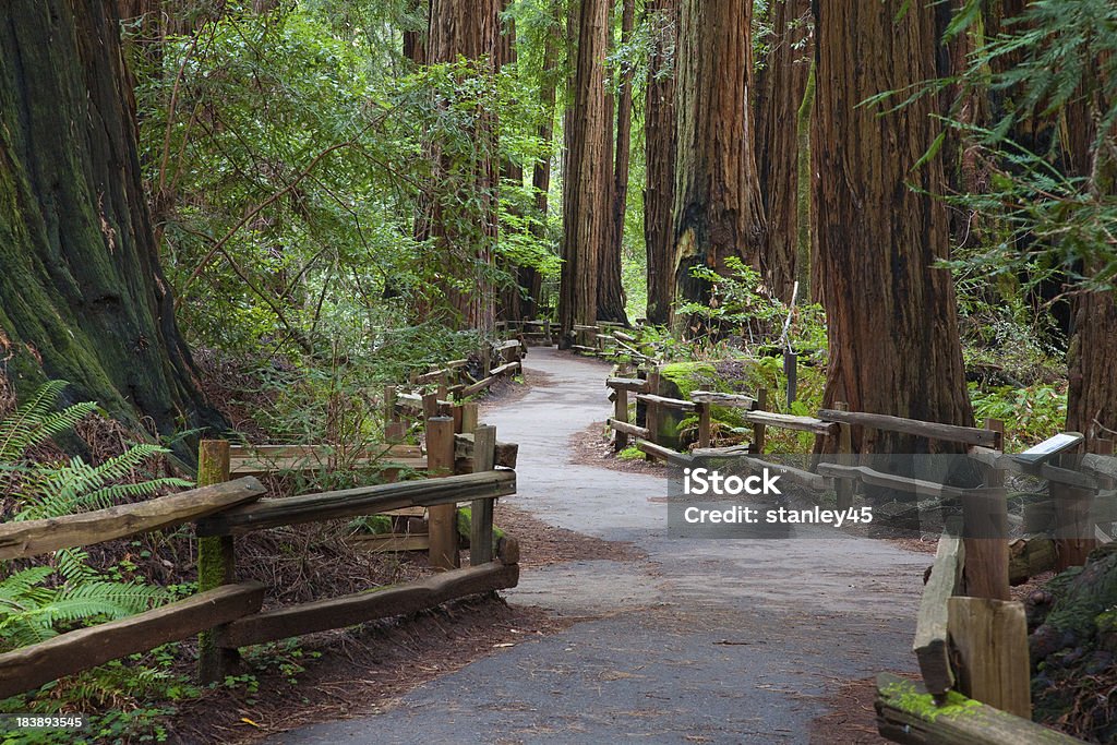 Path in a forest "Muir Woods, Redwoods National Park, CA" Muir Woods Stock Photo