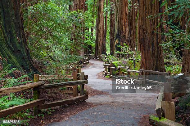 Path In A Forest Stock Photo - Download Image Now - Muir Woods, Footpath, Marin County
