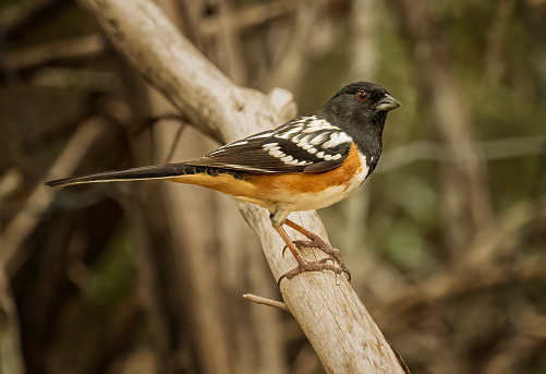 A Spotted Towhee at South Llano River State Park