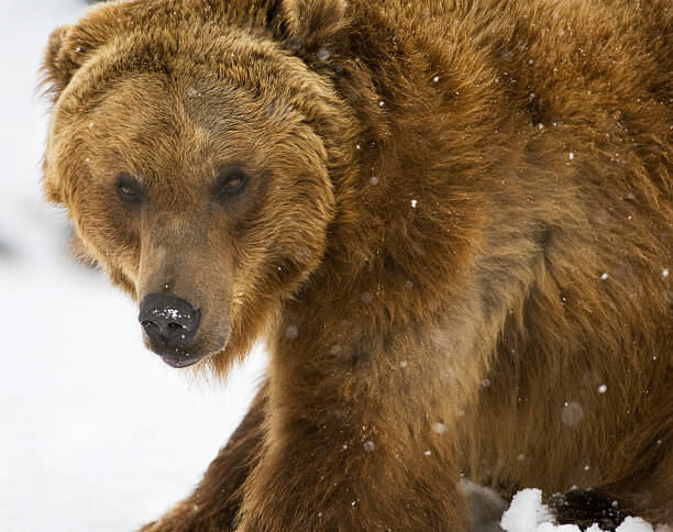 istock grizzly Bear looking for adventure 183893742