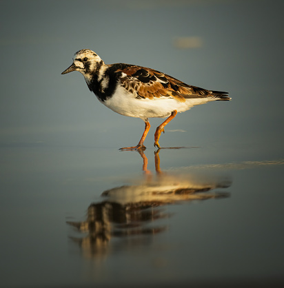 A Ruddy Turnstone along the Gulf of Mexico