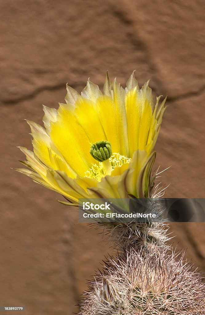 Fiore giallo Echinocereus triglochidiatus - Foto stock royalty-free di Adobe